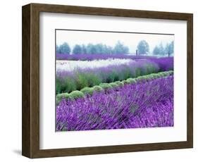 Lavender Field, Sequim, Washington, USA-Janell Davidson-Framed Photographic Print