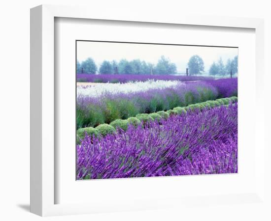 Lavender Field, Sequim, Washington, USA-Janell Davidson-Framed Photographic Print