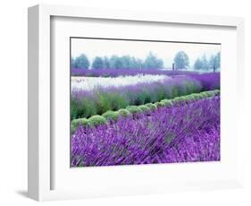 Lavender Field, Sequim, Washington, USA-Janell Davidson-Framed Photographic Print