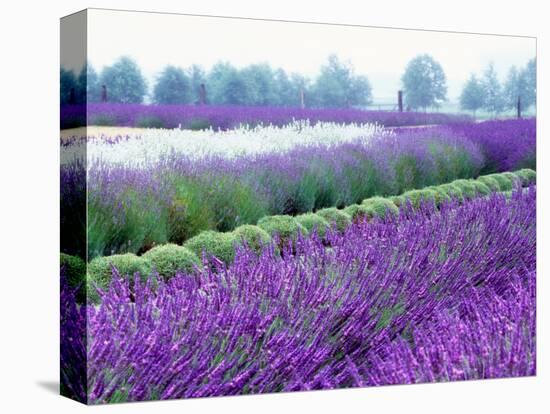 Lavender Field, Sequim, Washington, USA-Janell Davidson-Stretched Canvas