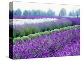 Lavender Field, Sequim, Washington, USA-Janell Davidson-Stretched Canvas