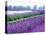 Lavender Field, Sequim, Washington, USA-Janell Davidson-Stretched Canvas