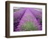 Lavender Field, Sequim, Washington, USA-Janell Davidson-Framed Premium Photographic Print