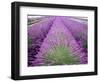 Lavender Field, Sequim, Washington, USA-Janell Davidson-Framed Premium Photographic Print