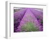 Lavender Field, Sequim, Washington, USA-Janell Davidson-Framed Premium Photographic Print