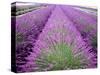 Lavender Field, Sequim, Washington, USA-Janell Davidson-Stretched Canvas