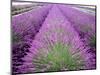 Lavender Field, Sequim, Washington, USA-Janell Davidson-Mounted Photographic Print