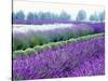 Lavender Field, Sequim, Washington, USA-Janell Davidson-Stretched Canvas