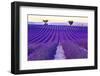 Lavender Field Summer Sunset Landscape with Two Tree near Valensole.Provence,France-Fesus Robert-Framed Photographic Print