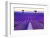 Lavender Field Summer Sunset Landscape with Two Tree near Valensole.Provence,France-Fesus Robert-Framed Photographic Print