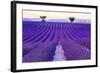 Lavender Field Summer Sunset Landscape with Two Tree near Valensole.Provence,France-Fesus Robert-Framed Photographic Print