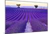 Lavender Field Summer Sunset Landscape with Two Tree near Valensole.Provence,France-Fesus Robert-Mounted Photographic Print