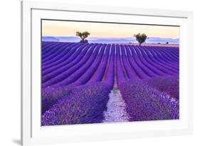 Lavender Field Summer Sunset Landscape with Two Tree near Valensole.Provence,France-Fesus Robert-Framed Photographic Print