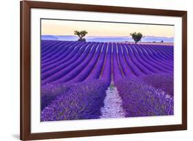 Lavender Field Summer Sunset Landscape with Two Tree near Valensole.Provence,France-Fesus Robert-Framed Photographic Print