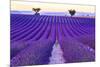 Lavender Field Summer Sunset Landscape with Two Tree near Valensole.Provence,France-Fesus Robert-Mounted Photographic Print