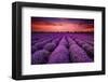 Lavender Field Sunset Provence-null-Framed Art Print