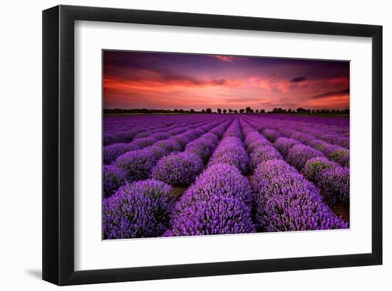 Lavender Field Sunset Provence-null-Framed Art Print