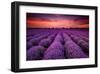 Lavender Field Sunset Provence-null-Framed Art Print