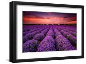 Lavender Field Sunset Provence-null-Framed Art Print