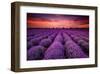 Lavender Field Sunset Provence-null-Framed Art Print