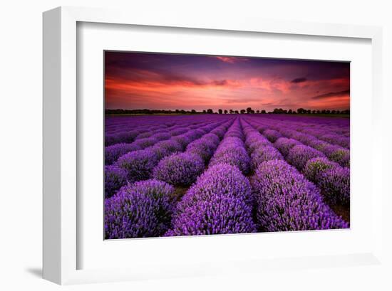 Lavender Field Sunset Provence-null-Framed Art Print