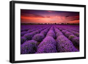 Lavender Field Sunset Provence-null-Framed Art Print