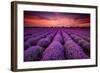 Lavender Field Sunset Provence-null-Framed Art Print