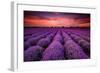 Lavender Field Sunset Provence-null-Framed Art Print