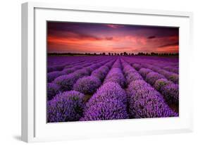 Lavender Field Sunset Provence-null-Framed Art Print