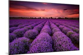 Lavender Field Sunset Provence-null-Mounted Art Print
