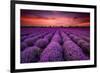 Lavender Field Sunset Provence-null-Framed Art Print