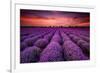 Lavender Field Sunset Provence-null-Framed Art Print