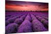 Lavender Field Sunset Provence-null-Mounted Art Print