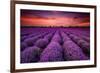 Lavender Field Sunset Provence-null-Framed Art Print