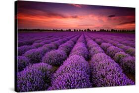 Lavender Field Sunset Provence-null-Stretched Canvas