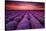 Lavender Field Sunset Provence-null-Stretched Canvas