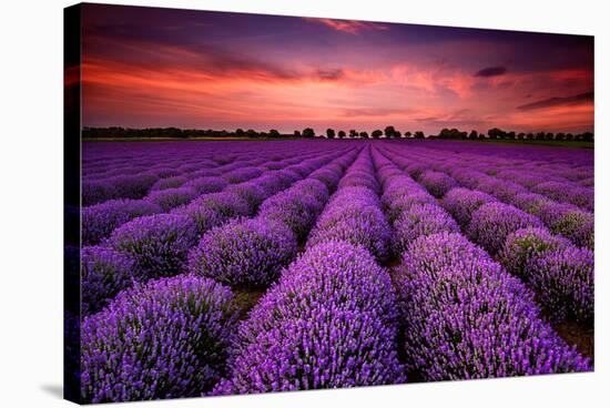 Lavender Field Sunset Provence-null-Stretched Canvas