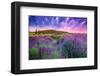 Lavender Field Tihany Hungary-null-Framed Art Print