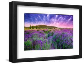 Lavender Field Tihany Hungary-null-Framed Art Print