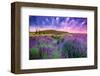 Lavender Field Tihany Hungary-null-Framed Art Print