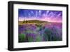 Lavender Field Tihany Hungary-null-Framed Art Print