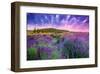 Lavender Field Tihany Hungary-null-Framed Art Print