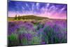 Lavender Field Tihany Hungary-null-Mounted Art Print