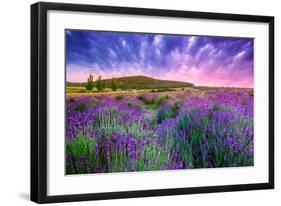 Lavender Field Tihany Hungary-null-Framed Art Print