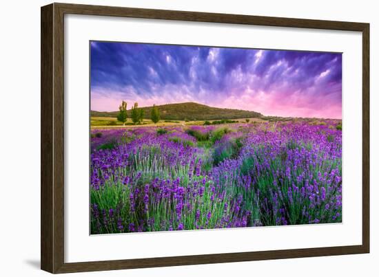 Lavender Field Tihany Hungary-null-Framed Art Print