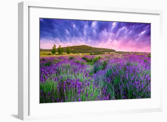 Lavender Field Tihany Hungary-null-Framed Art Print