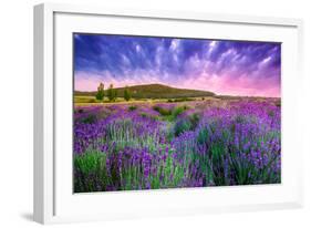 Lavender Field Tihany Hungary-null-Framed Art Print