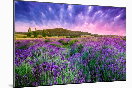 Lavender Field Tihany Hungary-null-Mounted Art Print