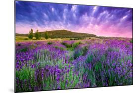 Lavender Field Tihany Hungary-null-Mounted Art Print