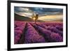 Lavender Field & Tree Sunrise-null-Framed Premium Giclee Print